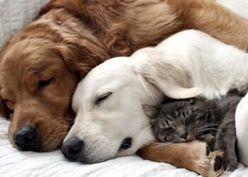 Comment savoir si mon chien accepté mon chat ?