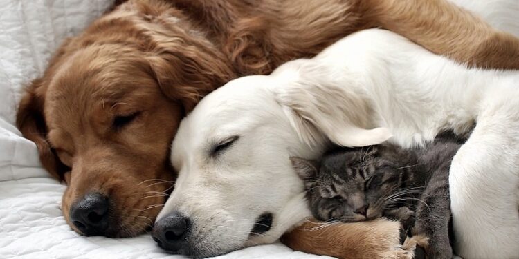 Comment savoir si mon chien accepté mon chat ?