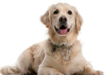 Comment savoir si mon chien est en détresse respiratoire ?