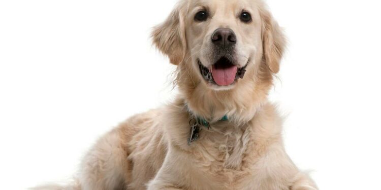 Comment savoir si mon chien est en détresse respiratoire ?