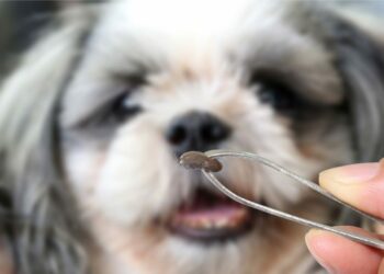 Comment savoir si mon chien est infecté par une tique ?