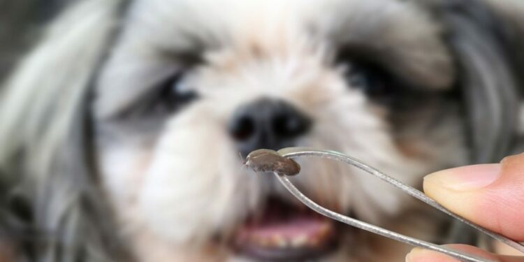 Comment savoir si mon chien est infecté par une tique ?