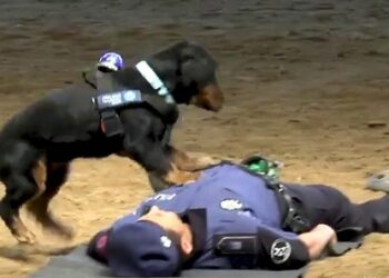 Comment savoir si mon chien fait une crise d'épilepsie ?