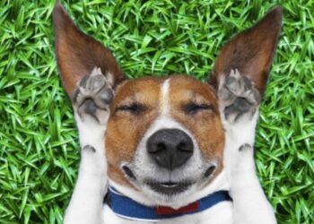 Comment savoir si mon chien veut faire ses besoins ?