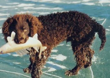 Comment savoir si mon chien vidé ses glandes anales ?