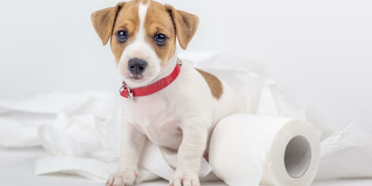 Comment savoir si mon chiot veut faire pipi ?