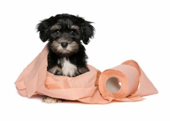 Comment savoir si mon chiot veut faire pipi ?