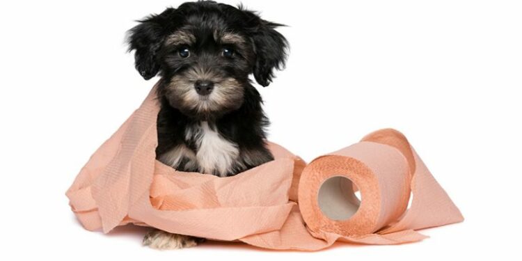 Comment savoir si mon chiot veut faire pipi ?