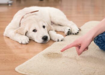 Comment savoir si mon chiot veut faire pipi ?