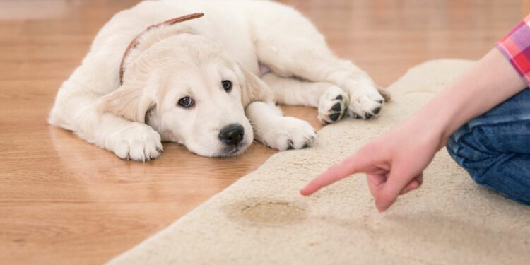 Comment savoir si mon chiot veut faire pipi ?