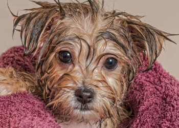 Comment savoir si mon chiot veut faire pipi ?