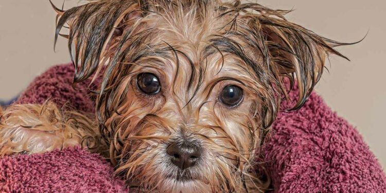 Comment savoir si mon chiot veut faire pipi ?