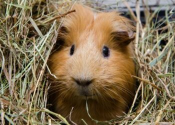 Comment savoir si mon cochon d'Inde est entrain de mourir ?