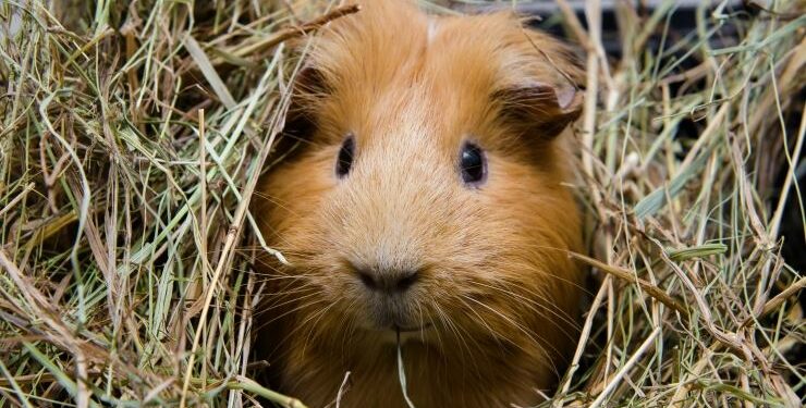 Comment savoir si mon cochon d'Inde est entrain de mourir ?