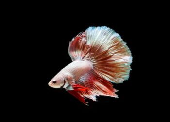 Comment savoir si mon combattant est en train de mourir ?