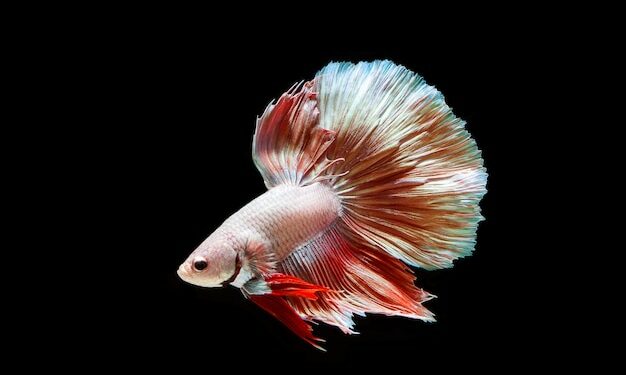 Comment savoir si mon combattant est en train de mourir ?