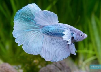 Comment savoir si mon combattant est en train de mourir ?