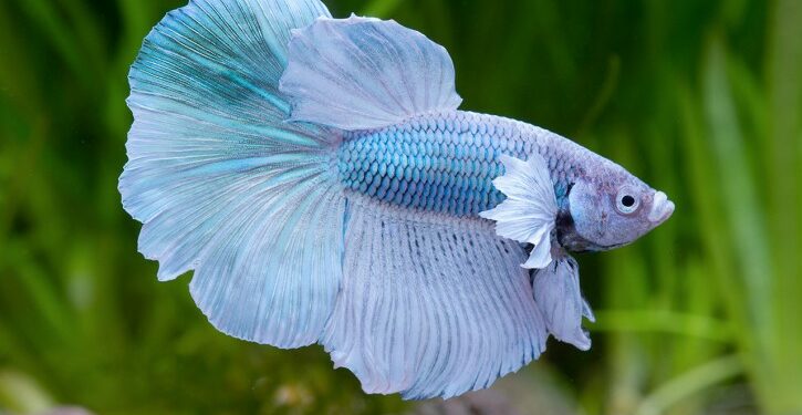 Comment savoir si mon combattant est en train de mourir ?