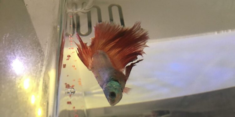 Comment savoir si mon combattant est en train de mourir ?