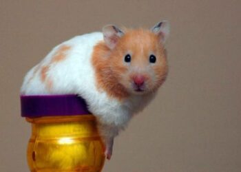 Comment savoir si mon hamster va bien ?