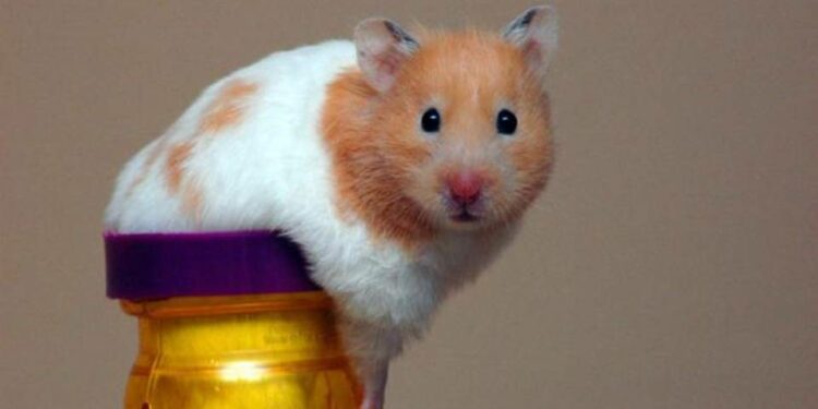 Comment savoir si mon hamster va bien ?