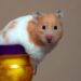 Comment savoir si mon hamster va bien ?