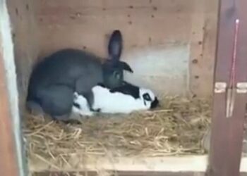 Comment savoir si mon lapin a fait une crise cardiaque ?