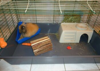 Comment savoir si mon lapin à froid dehors ?