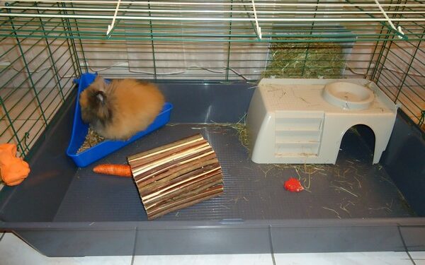 Comment savoir si mon lapin à froid dehors ?