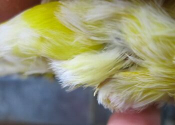 Comment savoir si mon oiseau mue ?