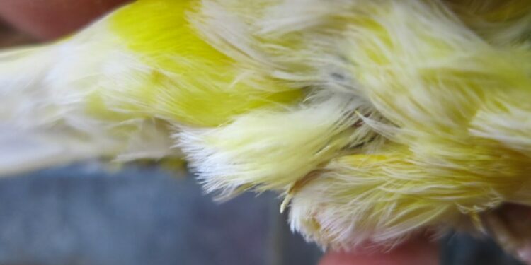 Comment savoir si mon oiseau mue ?