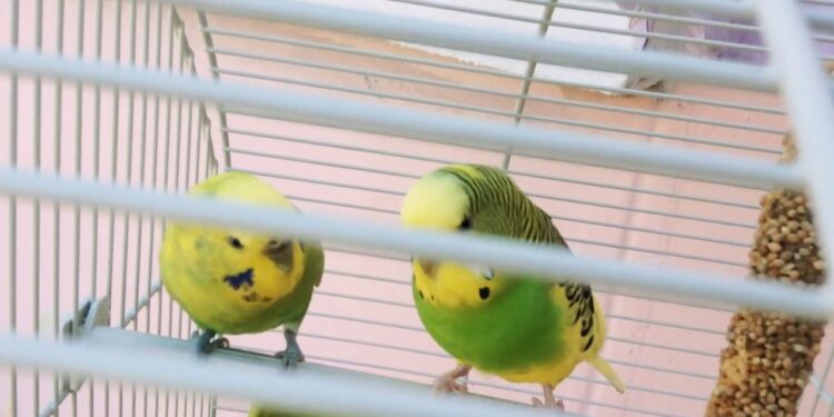 Comment savoir si mon oiseau s'ennuie ?