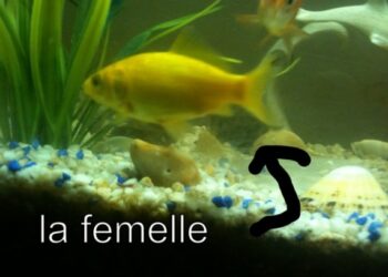 Comment savoir si mon poisson est un mal ou une femelle ?