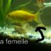 Comment savoir si mon poisson est un mal ou une femelle ?