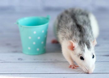 Comment savoir si mon rat est heureux avec moi ?