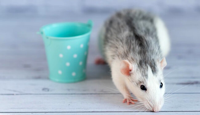 Comment savoir si mon rat est heureux avec moi ?