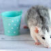 Comment savoir si mon rat est heureux avec moi ?
