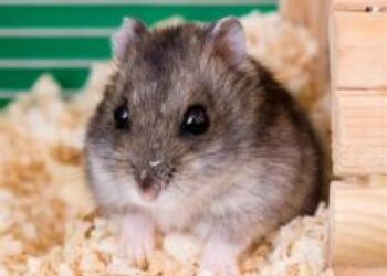 Comment savoir si mon rat est trop gros ?