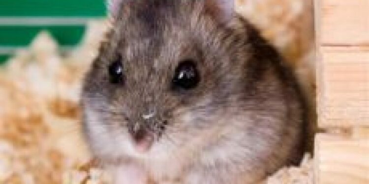 Comment savoir si mon rat est trop gros ?