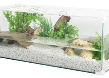 Comment savoir si mon terrarium a besoin d'eau ?