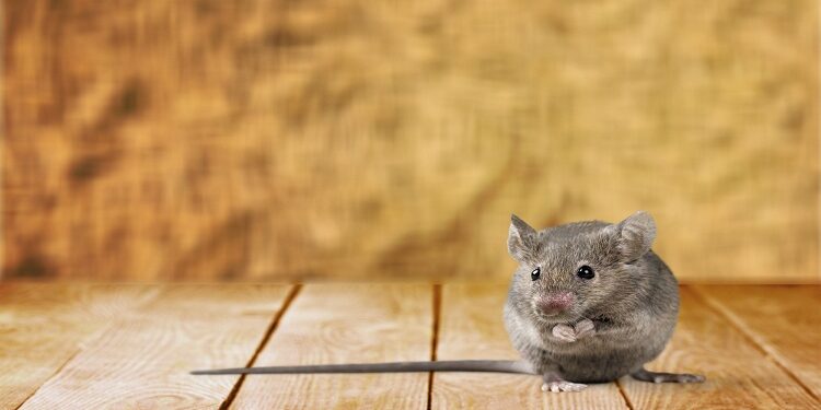 Comment savoir si notre souris nous aime ?