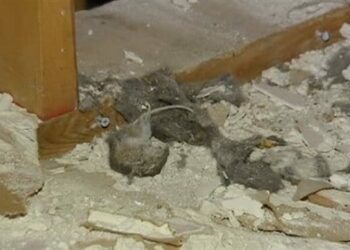 Comment savoir si on a des rongeurs dans les murs ?