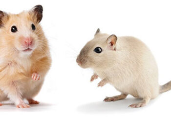 Comment savoir si on a des rongeurs dans les murs ?