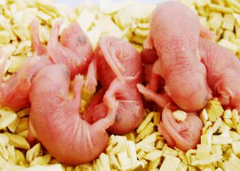 Comment savoir si on a plus de souris ?