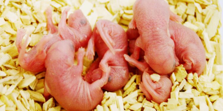 Comment savoir si on a plus de souris ?