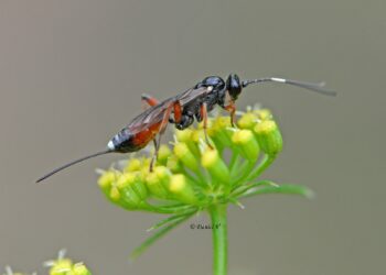Comment savoir si on a un nid de mouche ?