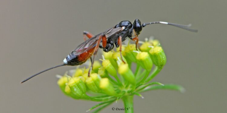 Comment savoir si on a un nid de mouche ?