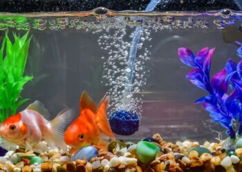 Comment savoir si on est en surpopulation dans un aquarium ?