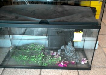 Comment savoir si on est en surpopulation dans un aquarium ?