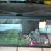 Comment savoir si on est en surpopulation dans un aquarium ?